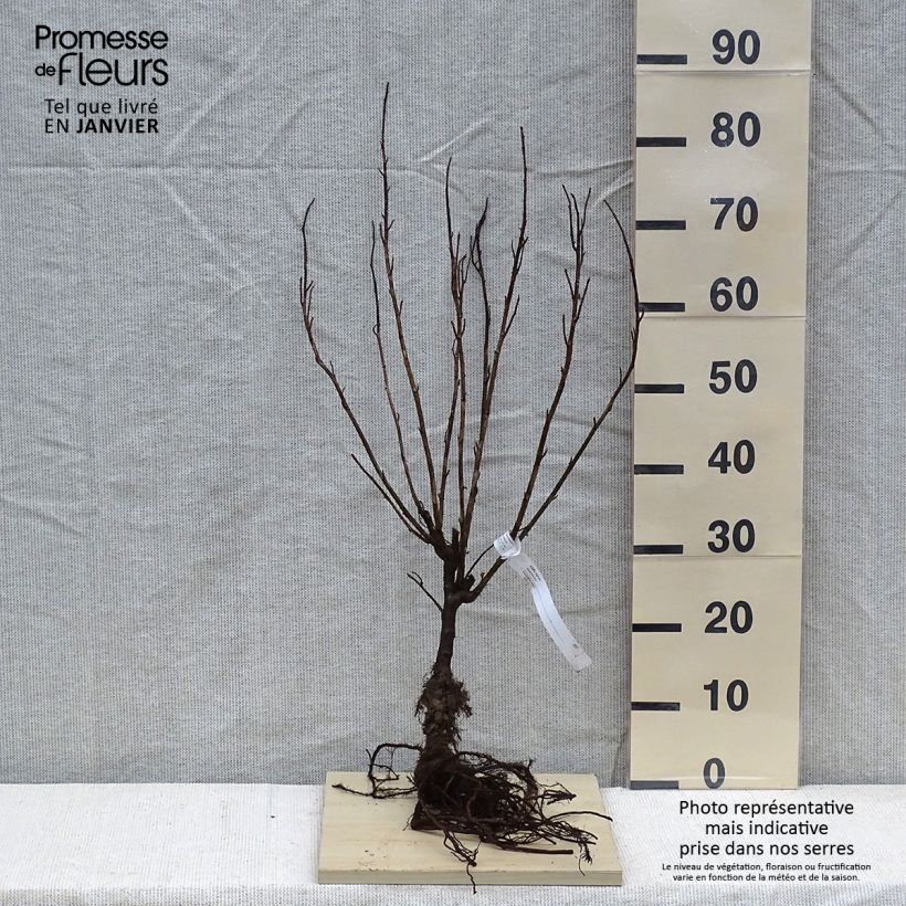 Example of Zwarte bes - Ribes nigrum Naakte wortel, Struik as you get in hiver