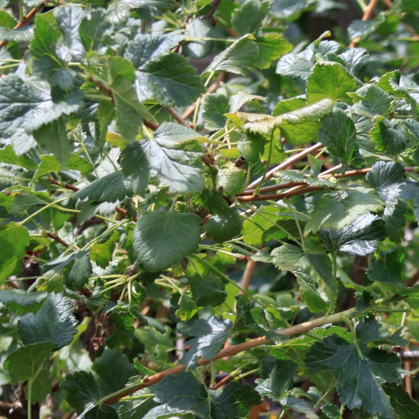 Zwarte bes - Ribes nigrum (Foliage)
