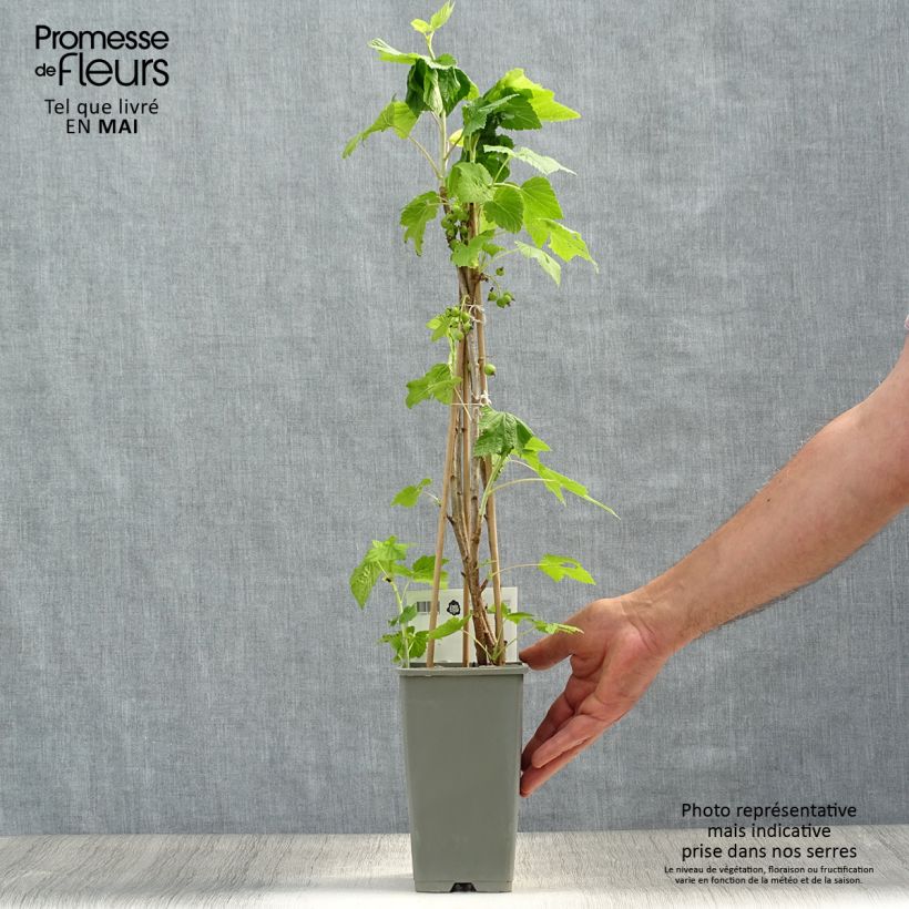 Example of Zwarte bes Titania Pot van 1,5 l/2 l, Struik as you get in printemps
