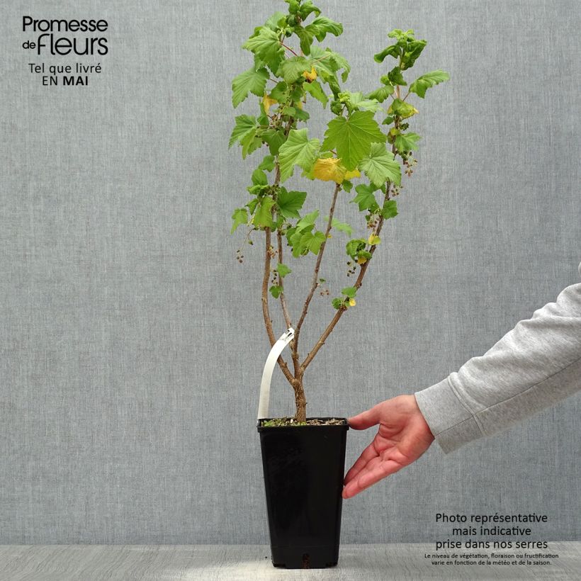 Example of Zwarte bes Troll Pot van 2 l/3 l, Struik as you get in printemps