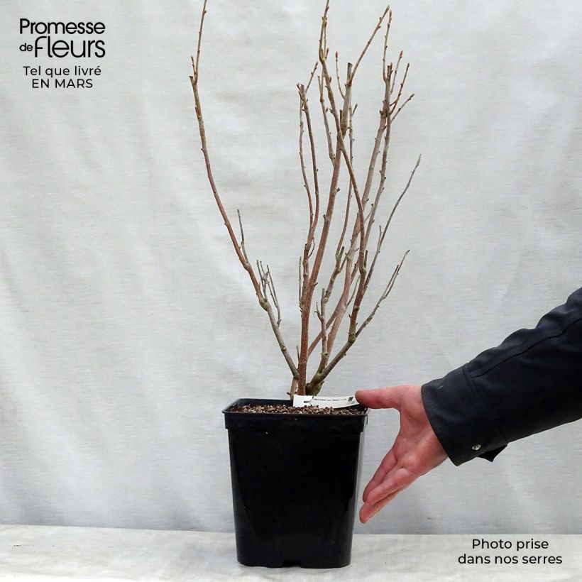 Exemplaar van Zwarte bes Wellington Pot van 1,5 l/2 l, Struik zoals geleverd in de lente