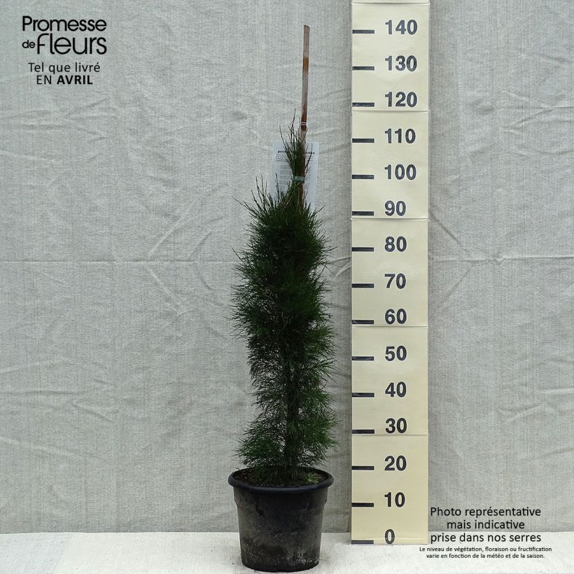 Exemplaar van Casuarina equisetifolia - Filao Pot van 7,5 l/10 l zoals geleverd in de lente