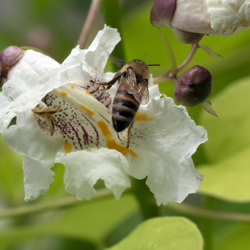 Catalpa bignonioides Aurea - Trompetboom (Bloei)