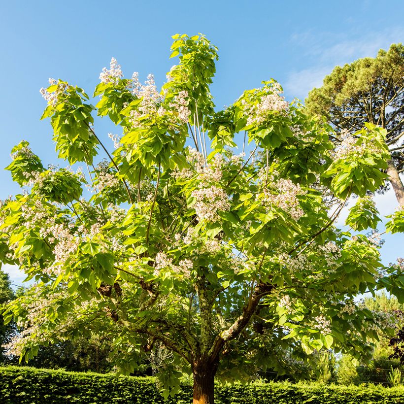 Catalpa bignonioides Aurea - Trompetboom (Groeiplaats)