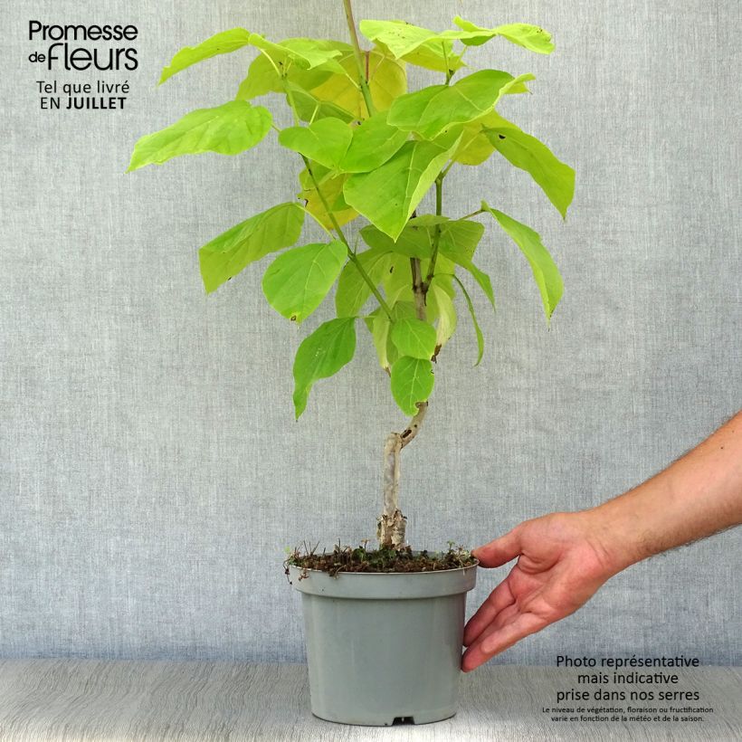 Exemplaar van Catalpa bignonioides Aurea - Trompetboom Pot van 2 l/3 l zoals geleverd in de zomer