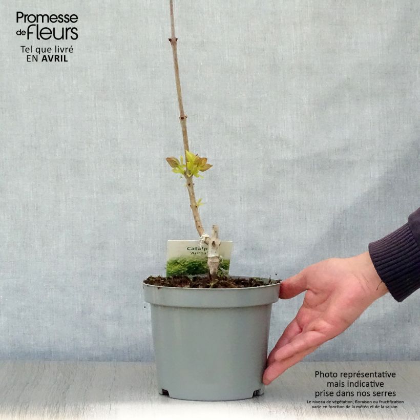 Exemplaar van Catalpa bignonioides Aurea - Trompetboom Pot van 2 l/3 l zoals geleverd in de lente