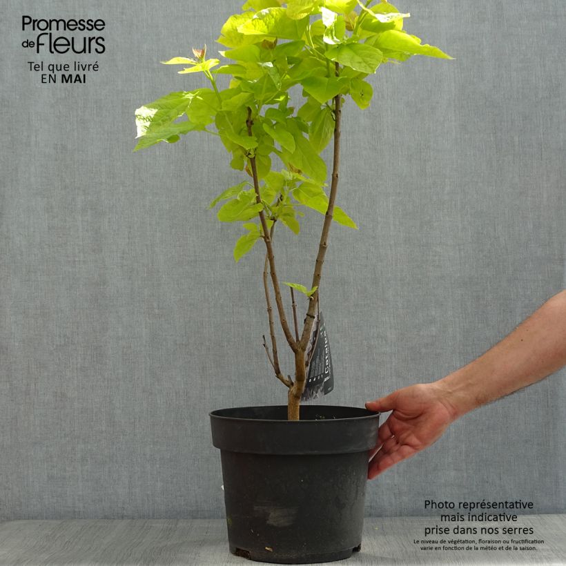 Exemplaar van Catalpa bignonioides Aurea - Trompetboom Pot van 4 l/5 l zoals geleverd in de lente