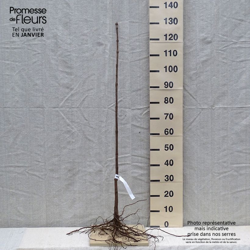 Example of Catalpa bignonioides - Trompetboom Naakte wortel as you get in hiver