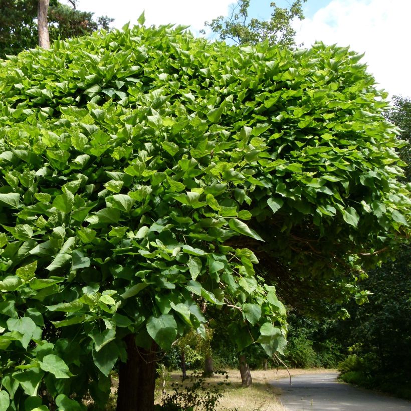 Catalpa bignonioides Nana - Trompetboom (Plant habit)