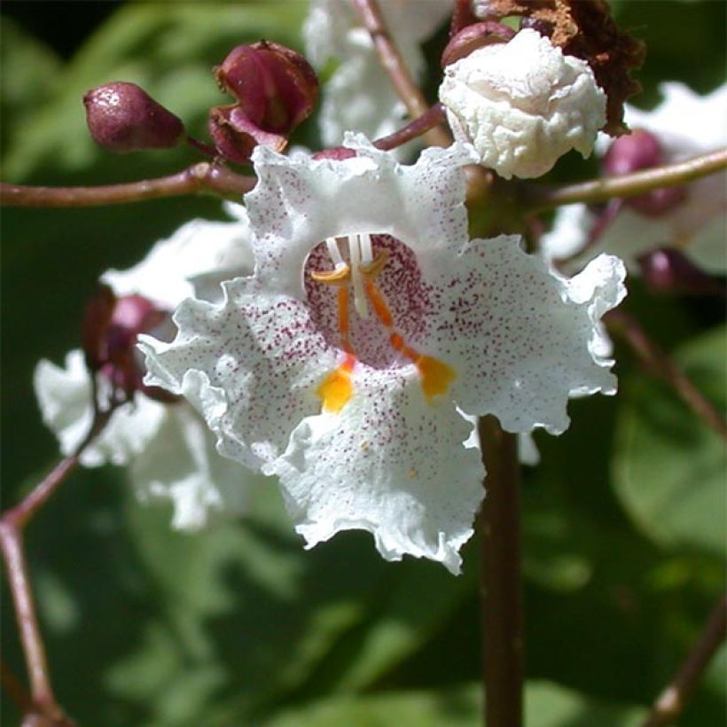 Catalpa erubescens Purpurea - Trompetboom (Bloei)