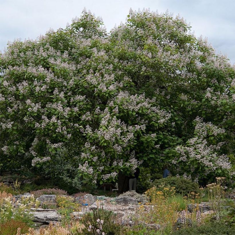 Catalpa erubescens Purpurea - Trompetboom (Groeiplaats)
