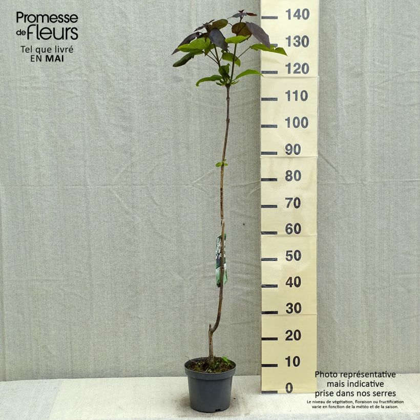 Exemplaar van Catalpa erubescens Purpurea - Trompetboom Pot van 3 l/4 l zoals geleverd in de lente