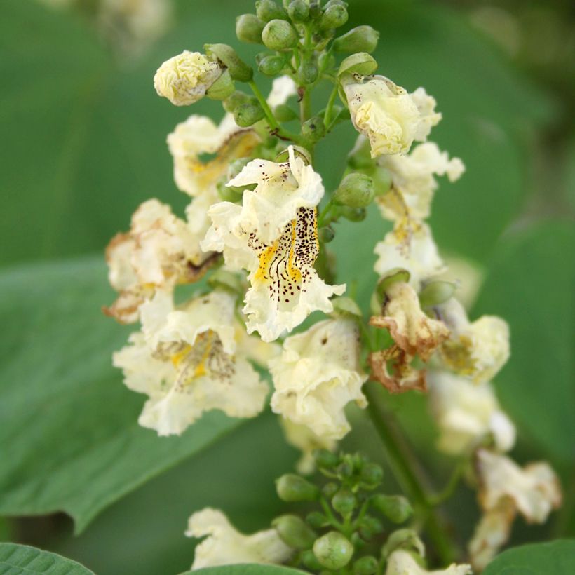 Catalpa ovata Slender Silhouette - Chinese trompetboom (Bloei)