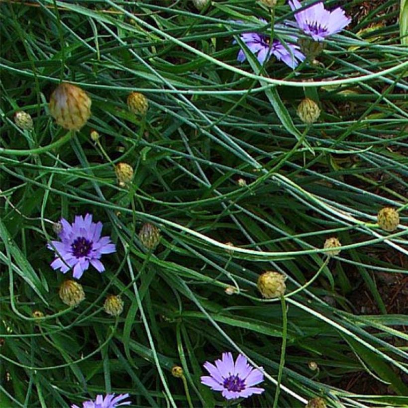 Catananche caerulea - Blauwe strobloem (Blad)