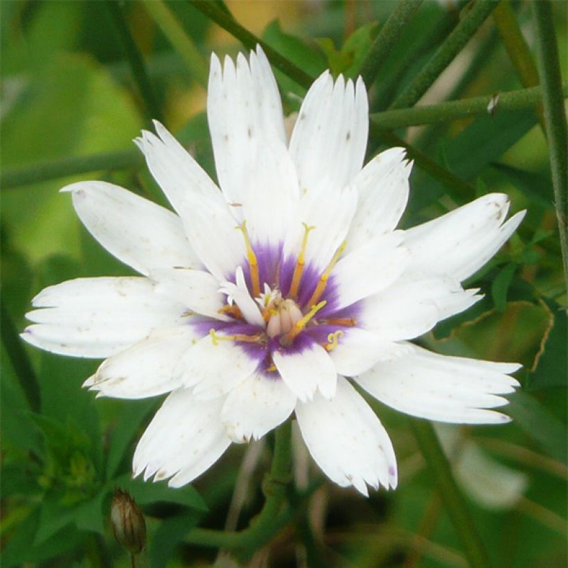 Catananche caerulea Alba - Witte strobloem (Bloei)