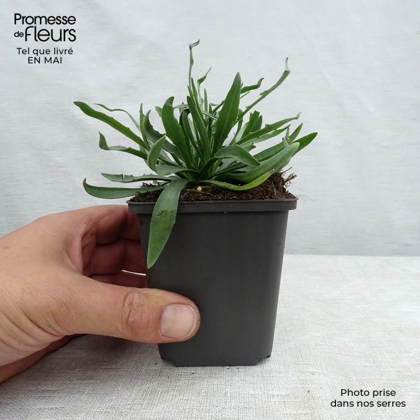 Exemplaar van Catananche caerulea - Blauwe strobloem Kweekpotje van 7/8 cm zoals geleverd in de lente