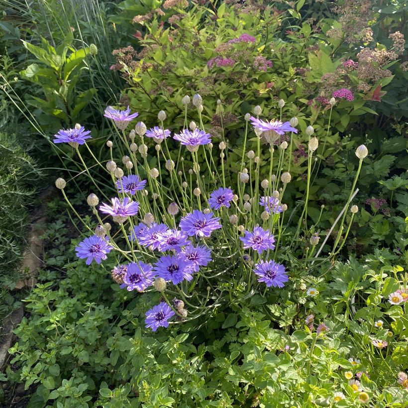 Catananche caerulea - Blauwe strobloem (Groeiplaats)