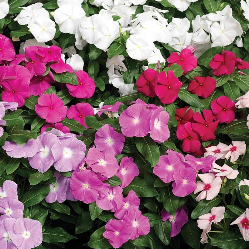 Catharanthus roseus Cora Cascade Mix - Roze maagdenpalm (Bloei)