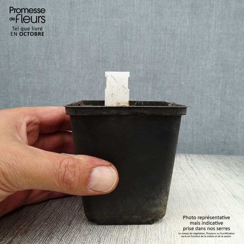 Exemplaar van Caulophyllum thalictroides - Vrouwenwortel Kweekpotje van 8/9 cm zoals geleverd in de herfst