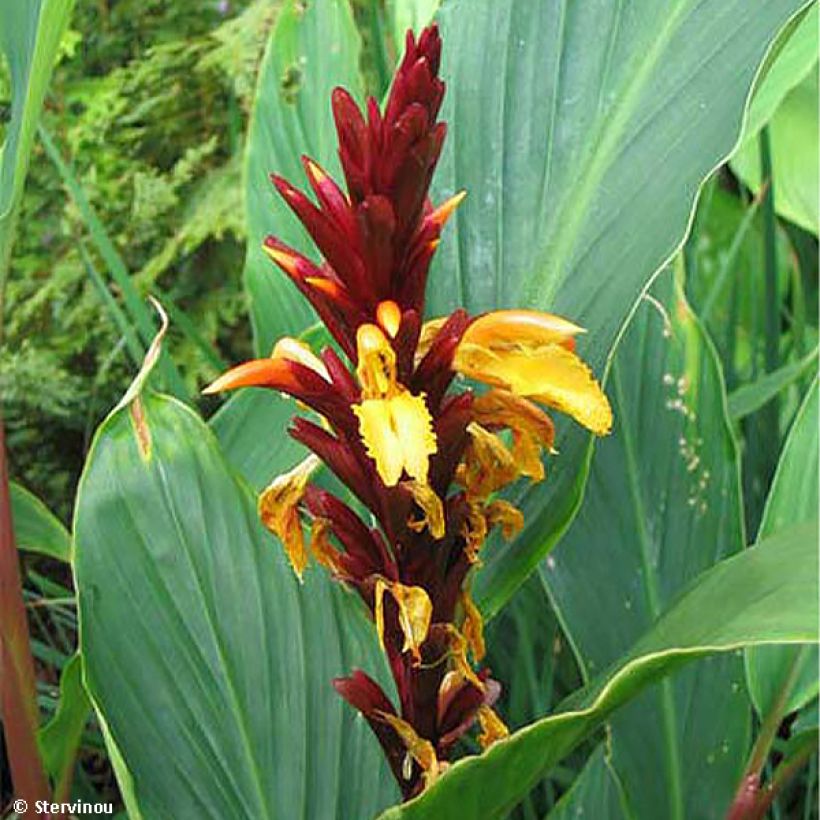 Cautleya spicata Robusta - Siergember (Bloei)