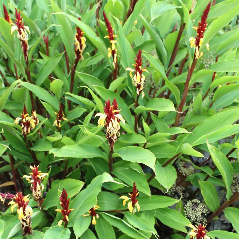 Cautleya spicata Robusta - Siergember (Groeiplaats)