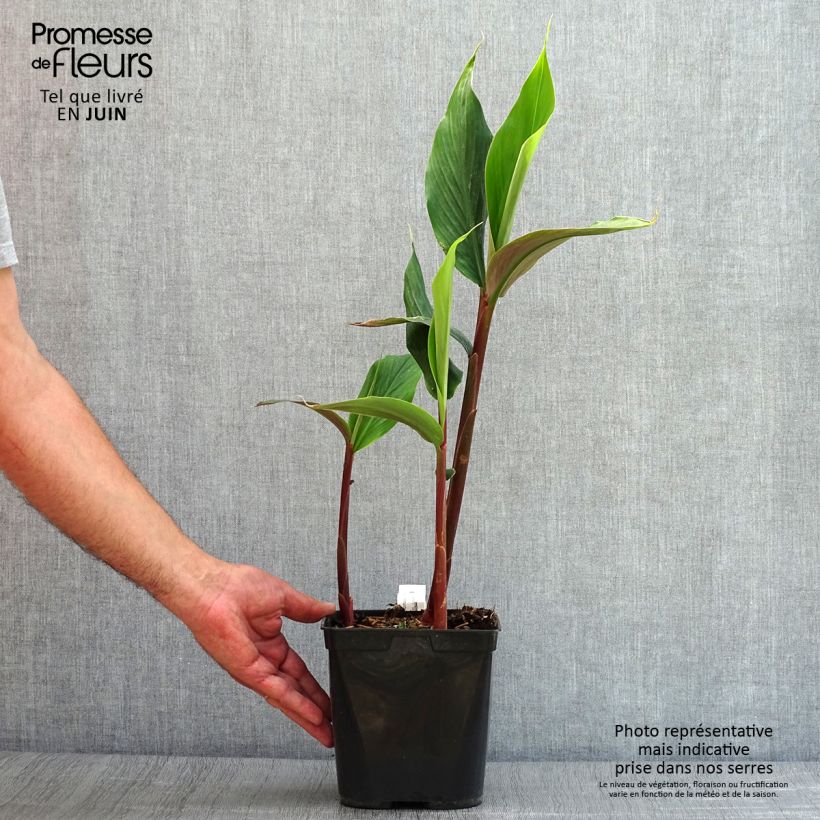 Exemplaar van Cautleya spicata Robusta - Siergember Pot van 2 l/3 l zoals geleverd in de zomer