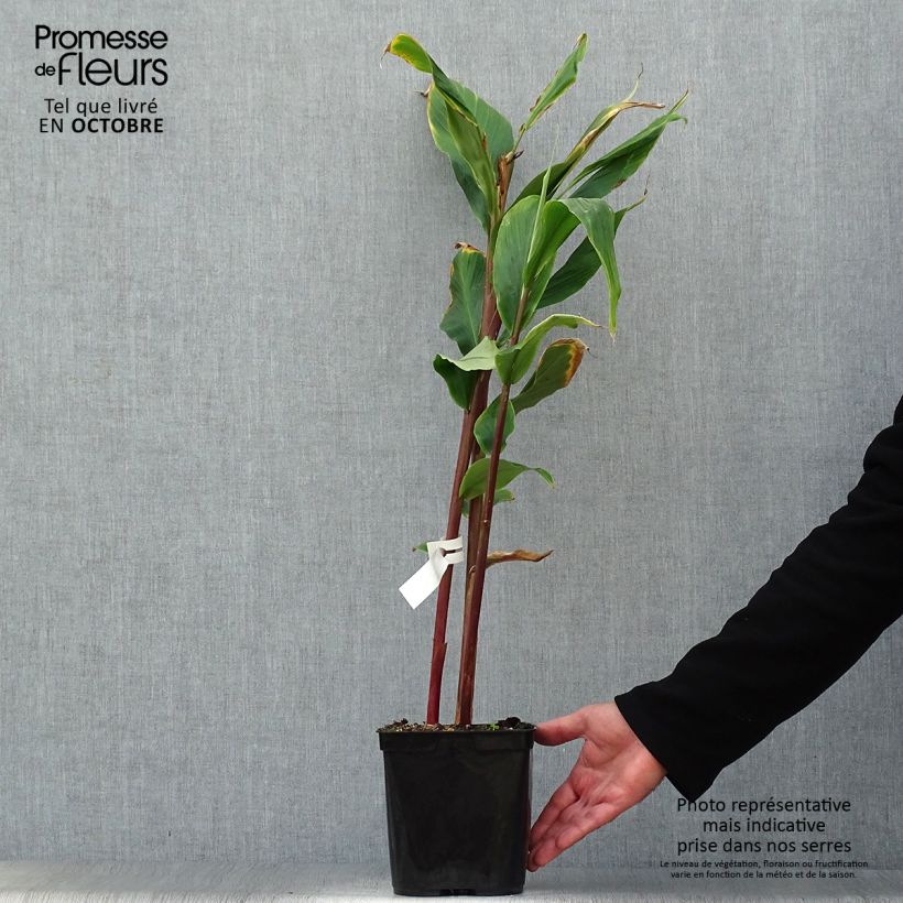 Exemplaar van Cautleya spicata Robusta - Siergember Pot van 2 l/3 l zoals geleverd in de herfst