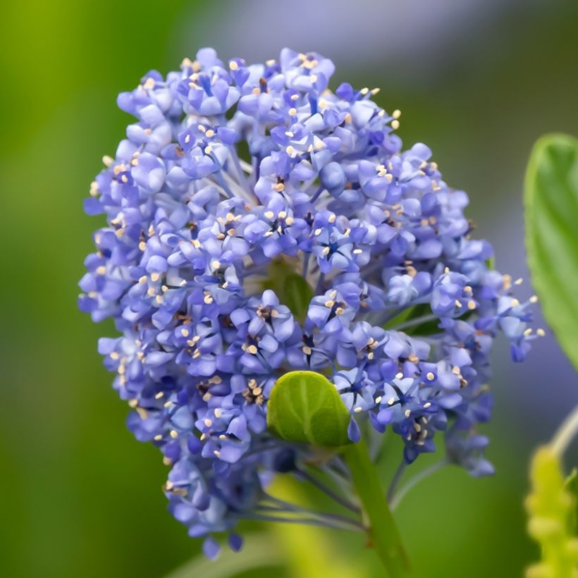 Ceanothus Autumnal Blue - Amerikaanse sering (Bloei)