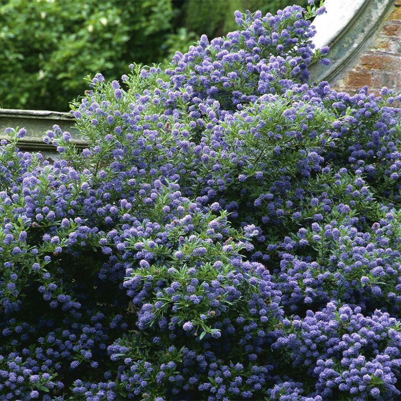 Ceanothus Autumnal Blue - Amerikaanse sering (Groeiplaats)