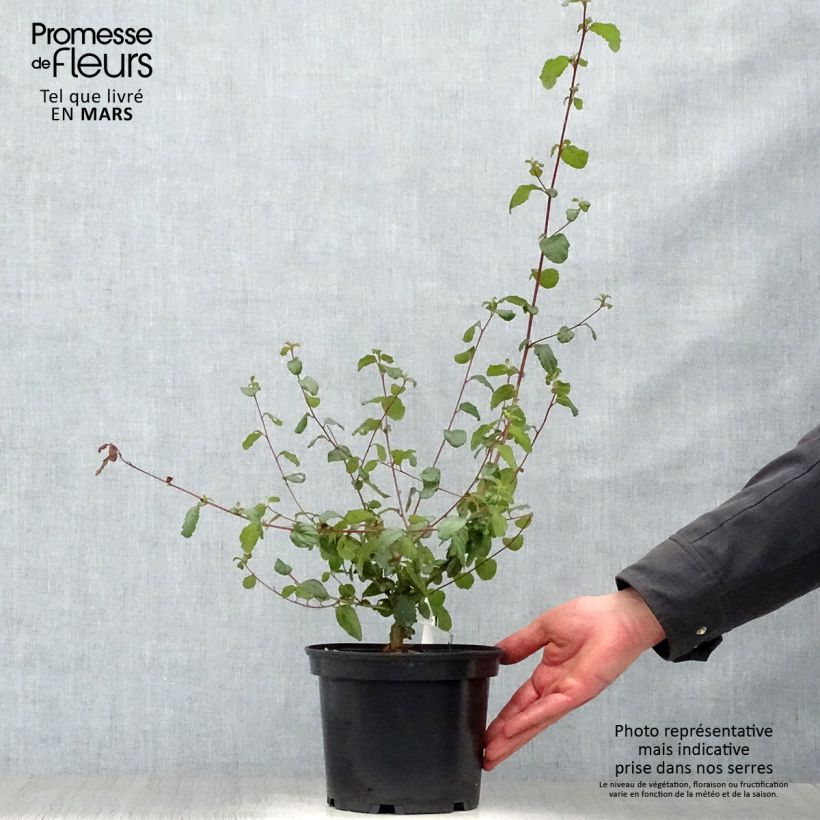 Exemplaar van Ceanothus Autumnal Blue - Amerikaanse sering Pot van 2 l/3 l zoals geleverd in de lente