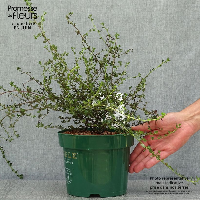 Exemplaar van Ceanothe Blue Sapphire - Amerikaanse sering Pot van 2 l/3 l zoals geleverd in de zomer