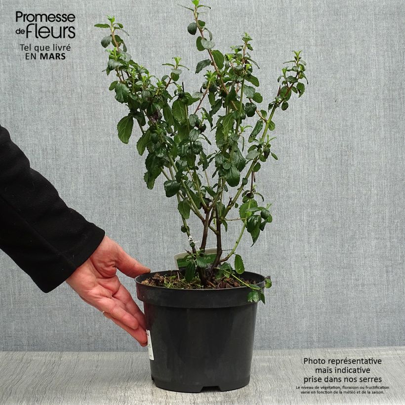 Exemplaar van Ceanothus Burkwoodii - Amerikaanse sering Pot van 2 l/3 l zoals geleverd in de lente