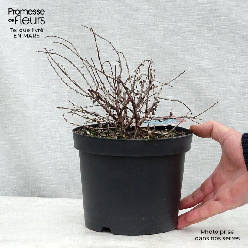Example of Ceanothus Edinburgh - Amerikaanse sering Pot van 2 l/3 l as you get in printemps
