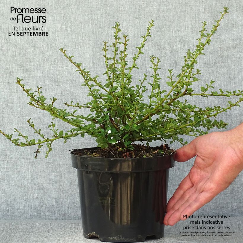 Exemplaar van Ceanothus Edinburgh - Amerikaanse sering Pot van 2 l/3 l zoals geleverd in de herfst