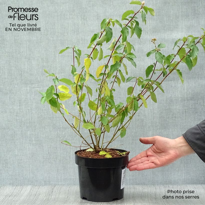 Exemplaar van Ceanothus delilianus - Amerikaanse sering Pot van 3 l/4 l zoals geleverd in de herfst