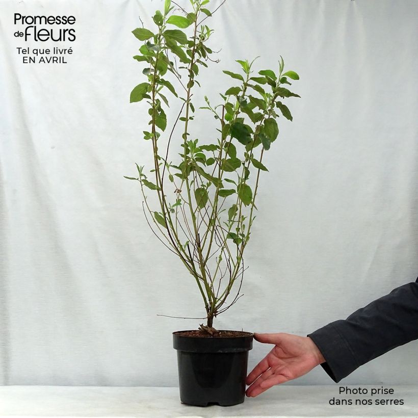Example of Ceanothus delilianus - Amerikaanse sering Pot van 3 l/4 l as you get in printemps