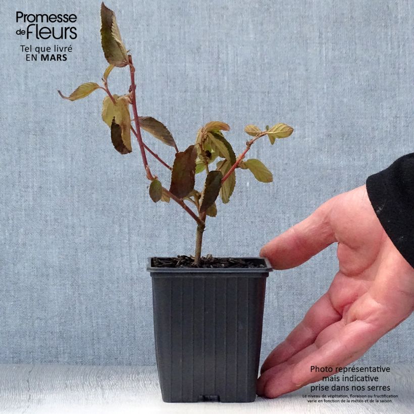 Example of Ceanothus delilianus - Amerikaanse sering Kweekpotje van 8/9 cm as you get in printemps