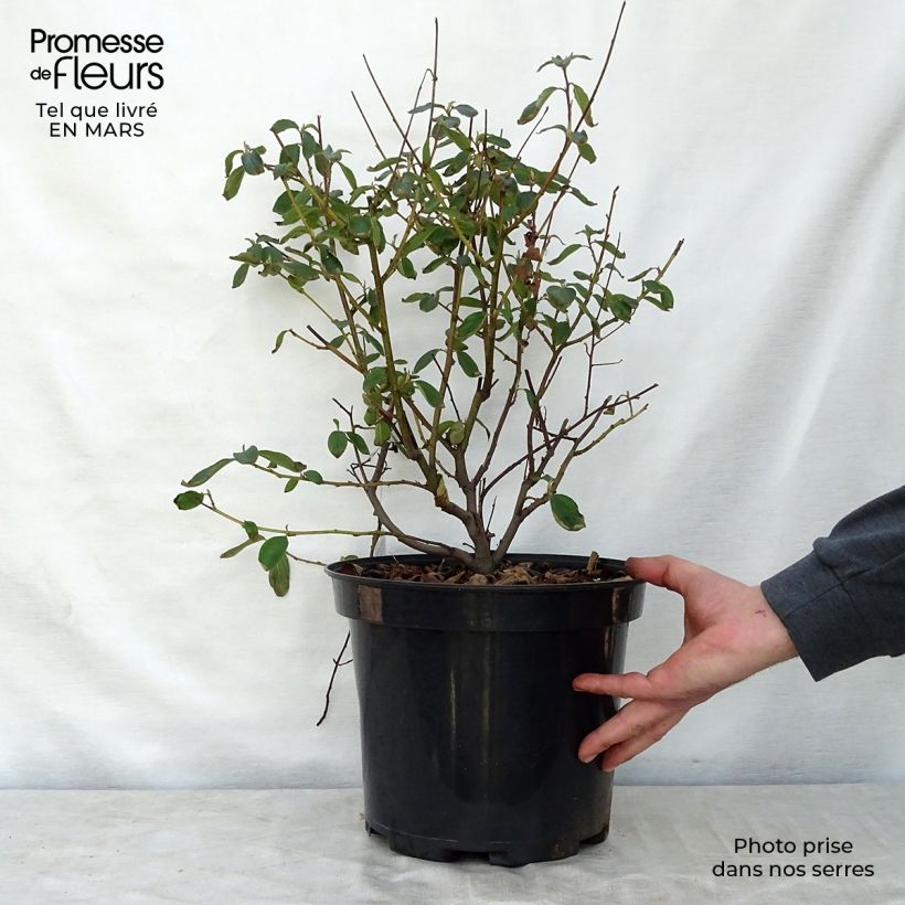 Example of Ceanothus delilianus - Amerikaanse sering Pot van 7,5 l/10 l as you get in printemps