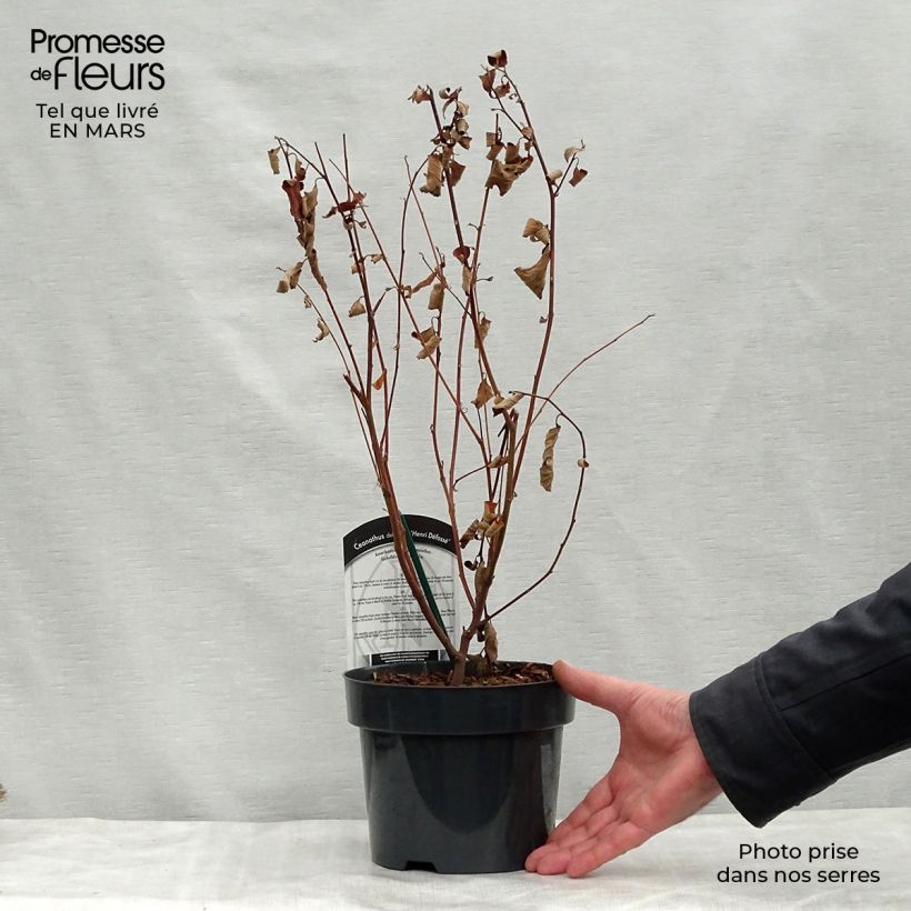 Example of Ceanothus delilianus Henri Desfossé - Amerikaanse sering Pot van 2 l/3 l as you get in printemps