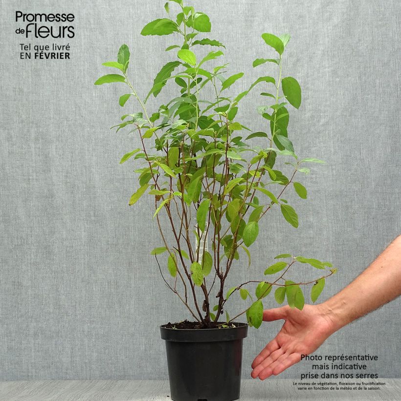 Exemplaar van Ceanothus delilianus Henri Desfossé - Amerikaanse sering Pot van 2 l/3 l zoals geleverd in de herfst