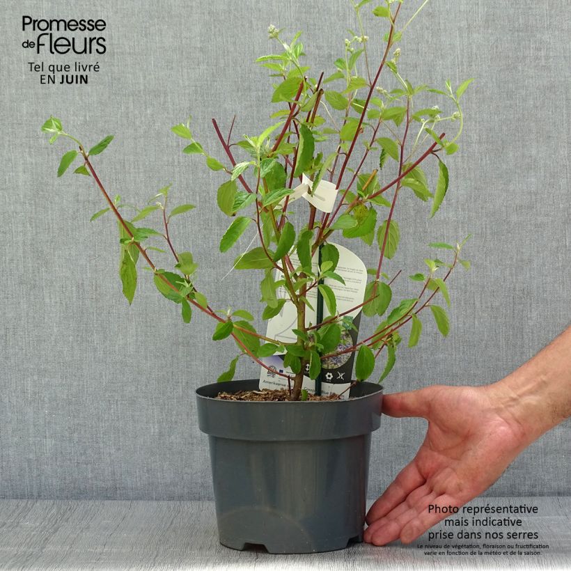 Exemplaar van Ceanothus delilianus Henri Desfossé - Amerikaanse sering Pot van 2 l/3 l zoals geleverd in de zomer