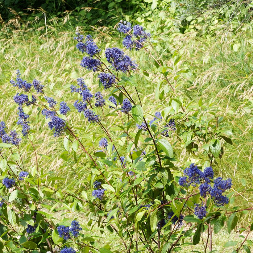 Ceanothus delilianus Henri Desfossé - Amerikaanse sering (Groeiplaats)