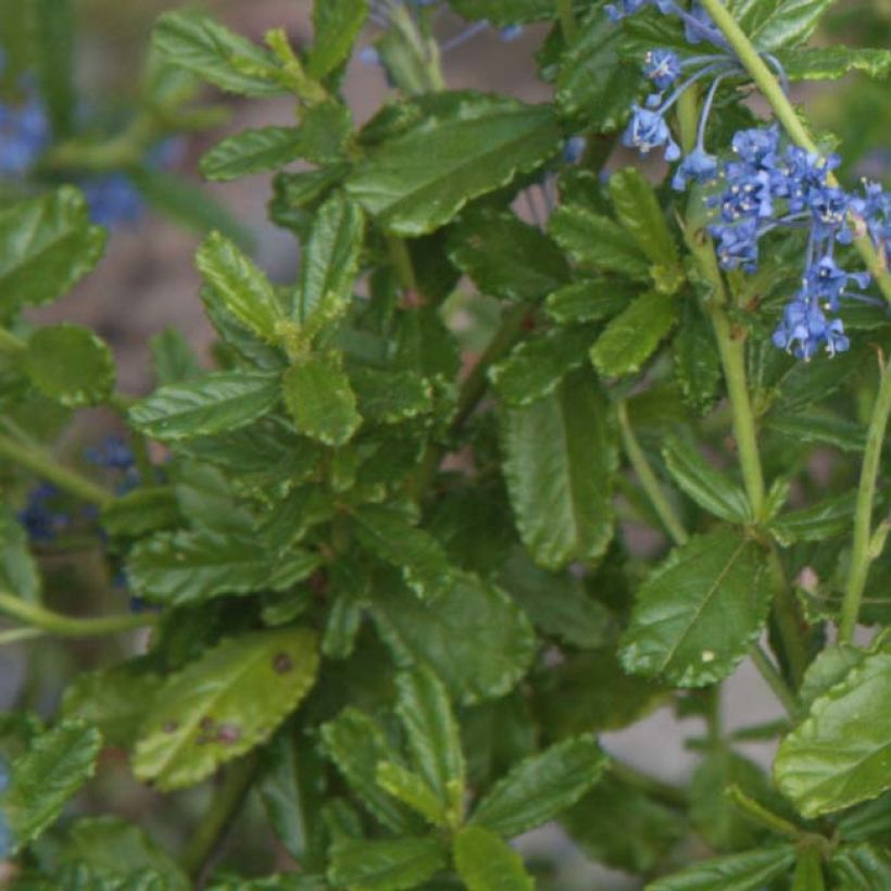 Ceanothus foliosus Italian Skies - Californische sering (Blad)