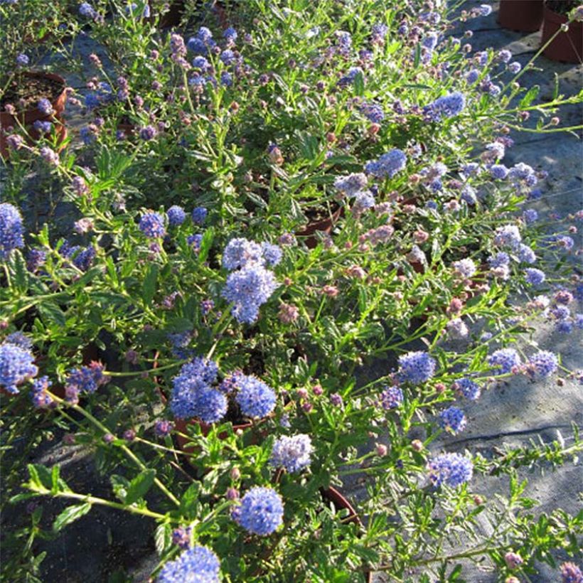Ceanothus foliosus Italian Skies - Californische sering (Bloei)