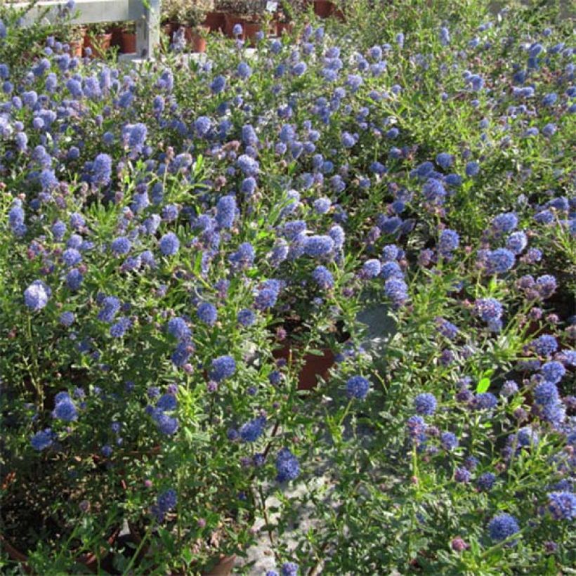 Ceanothus foliosus Italian Skies - Californische sering (Groeiplaats)