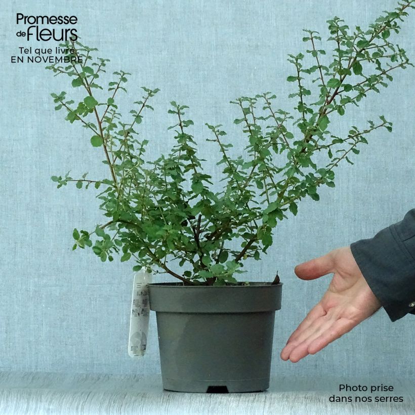 Exemplaar van Ceanothus foliosus Italian Skies - Californische sering Pot van 2 l/3 l zoals geleverd in de herfst