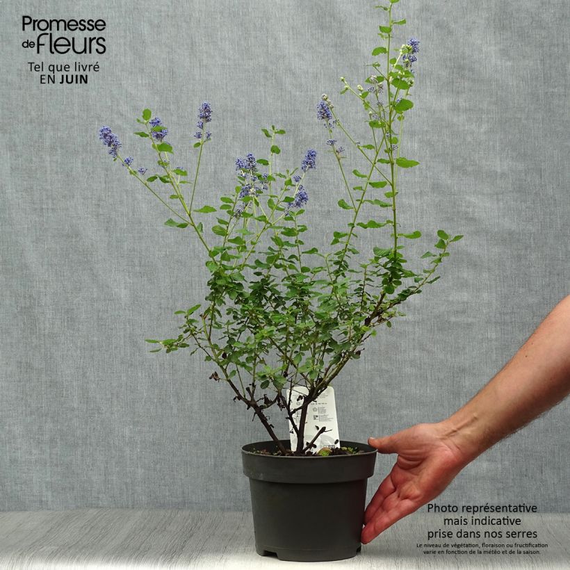 Exemplaar van Ceanothus foliosus Italian Skies - Californische sering Pot van 2 l/3 l zoals geleverd in de zomer