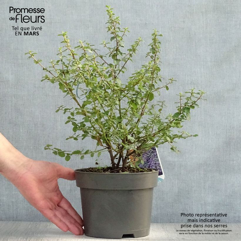 Exemplaar van Ceanothus foliosus Italian Skies - Californische sering Pot van 2 l/3 l zoals geleverd in de lente