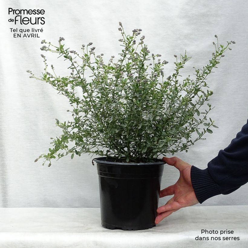 Exemplaar van Ceanothus foliosus Italian Skies - Californische sering Pot van 4 l/5 l zoals geleverd in de lente