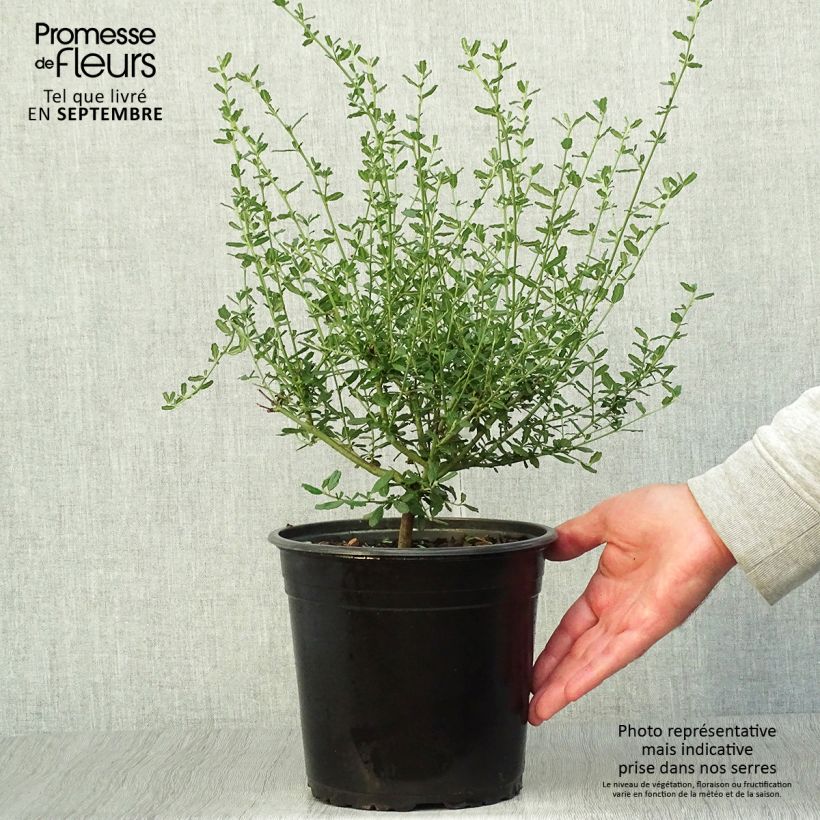 Exemplaar van Ceanothus foliosus Italian Skies - Californische sering Pot van 4 l/5 l zoals geleverd in de herfst